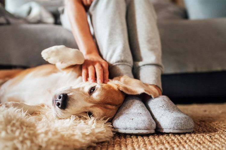A Bark-Free Guide to a Happier Dog