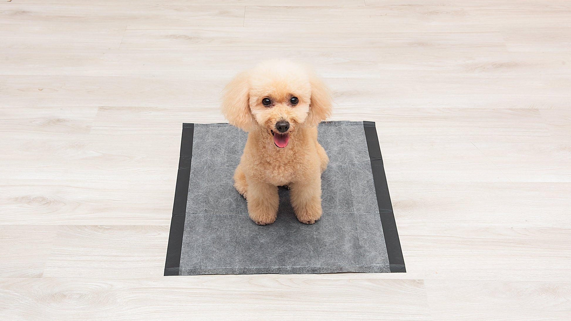 Barkfix Dog Training