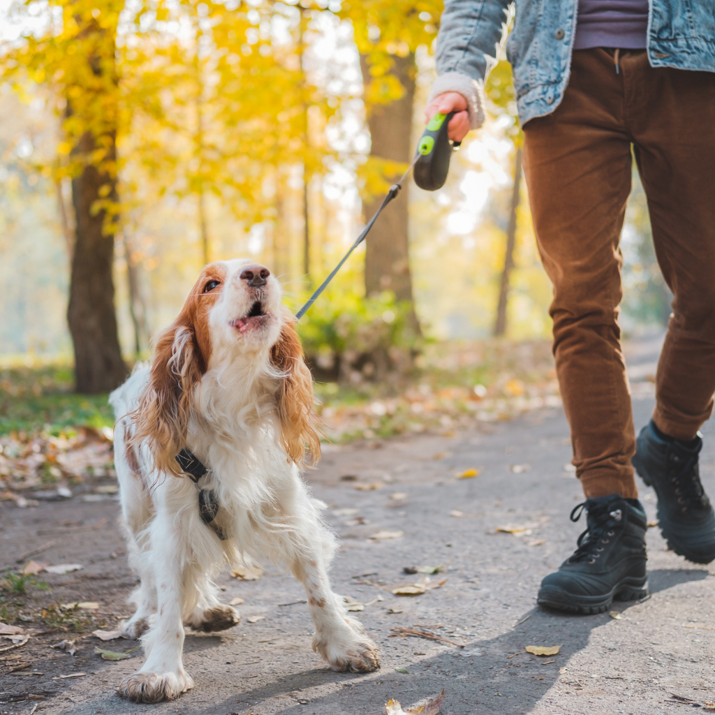 How to stop dog best sale barking when out walking