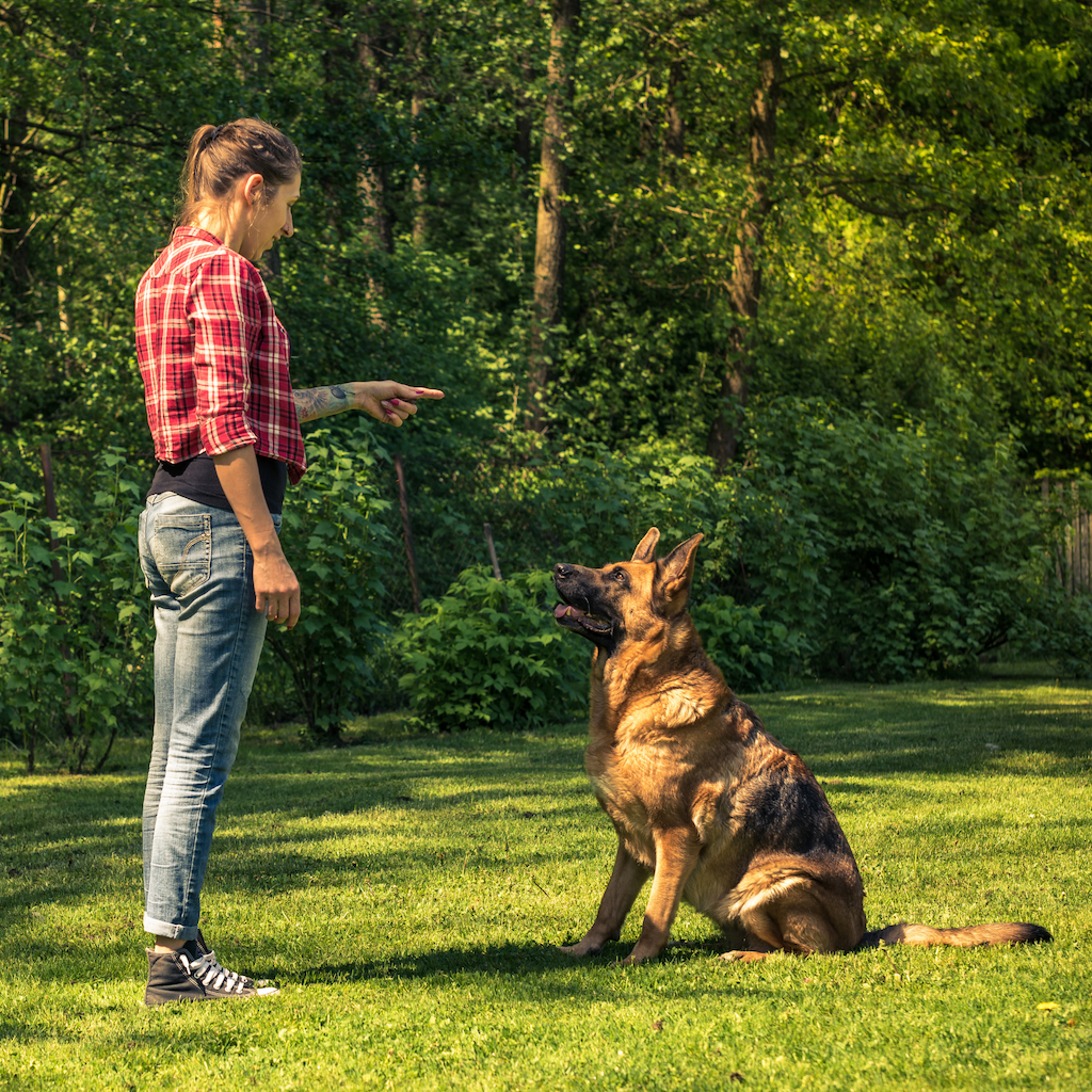 Our Dog Training Tips