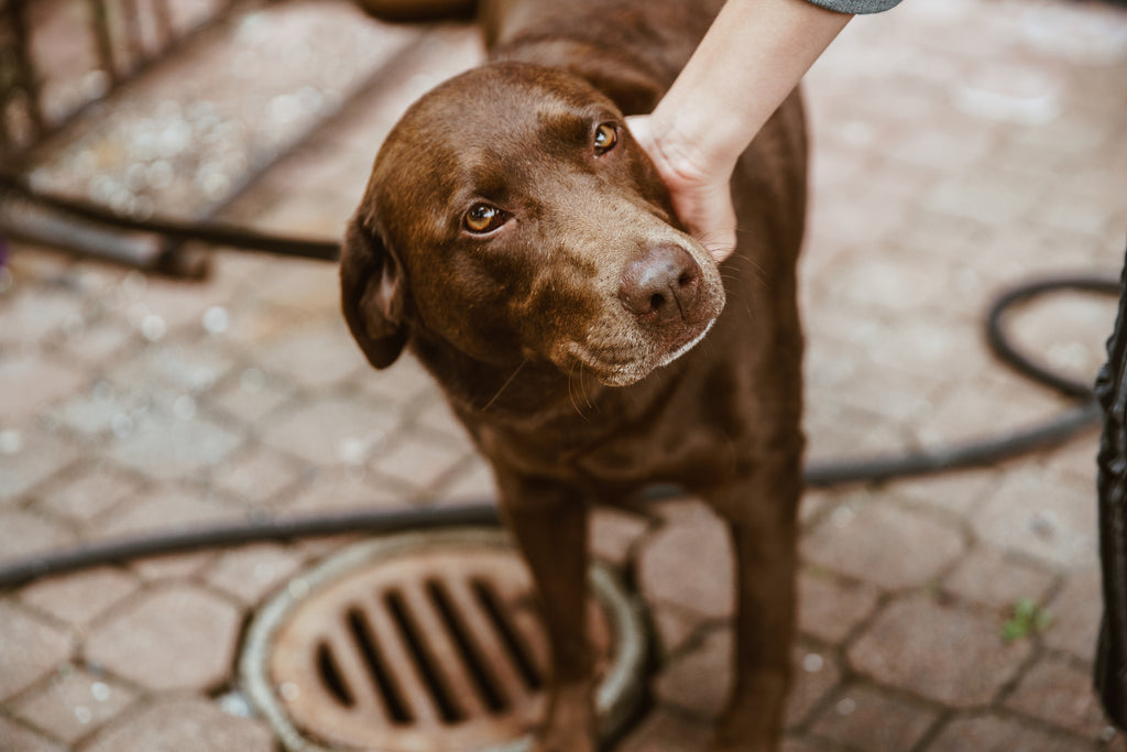 Our Barkfix Is A Safe, Humane And Effective Bark Control & Dog Training Device Using An Ultrasonic Audio Signal. Barkfix Corrects And Eliminates Unwanted Dog Behaviour, Quickly And Effectively! Easy & Safe To Use. Suitable For All Dog Sizes. Wide Control 