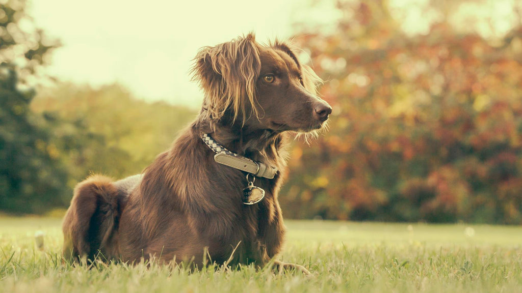 Our Barkfix Is A Safe, Humane And Effective Bark Control & Dog Training Device Using An Ultrasonic Audio Signal. Barkfix Corrects And Eliminates Unwanted Dog Behaviour, Quickly And Effectively! Easy & Safe To Use. Suitable For All Dog Sizes. Wide Control 