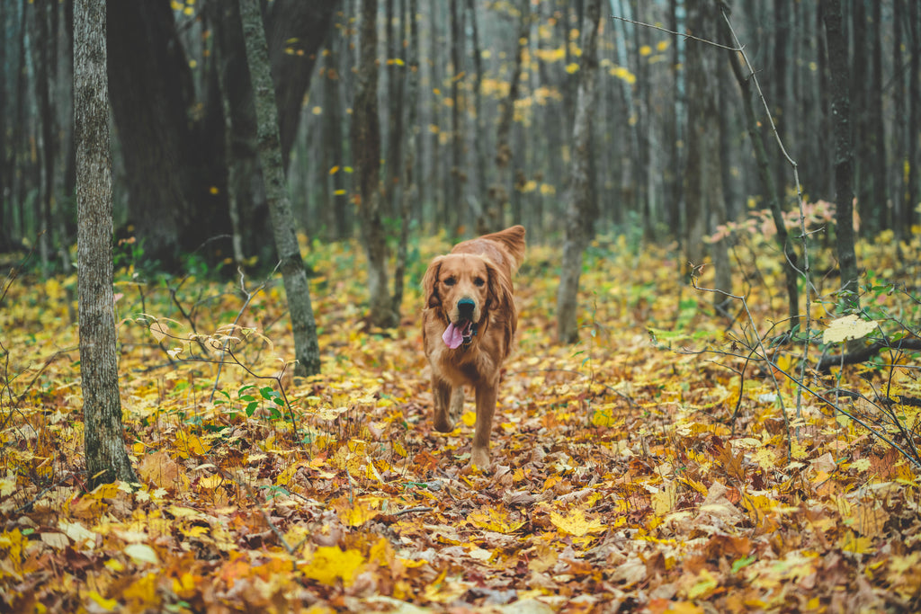 Our Barkfix Is A Safe, Humane And Effective Bark Control & Dog Training Device Using An Ultrasonic Audio Signal. Barkfix Corrects And Eliminates Unwanted Dog Behaviour, Quickly And Effectively! Easy & Safe To Use. Suitable For All Dog Sizes. Wide Control 