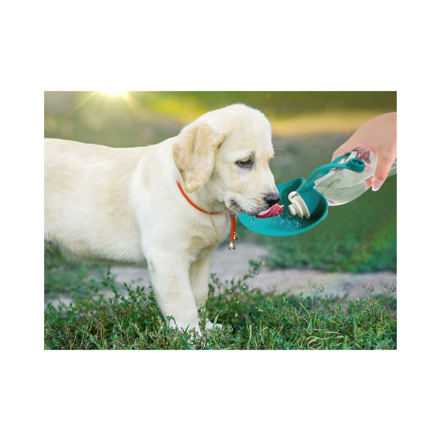 Barkfix Dog Training